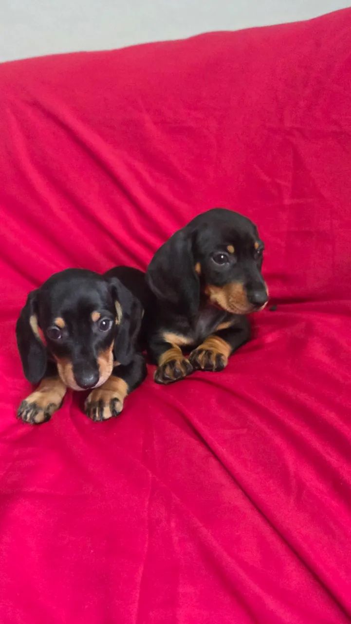 Dachshund machinhos  - Foto 2