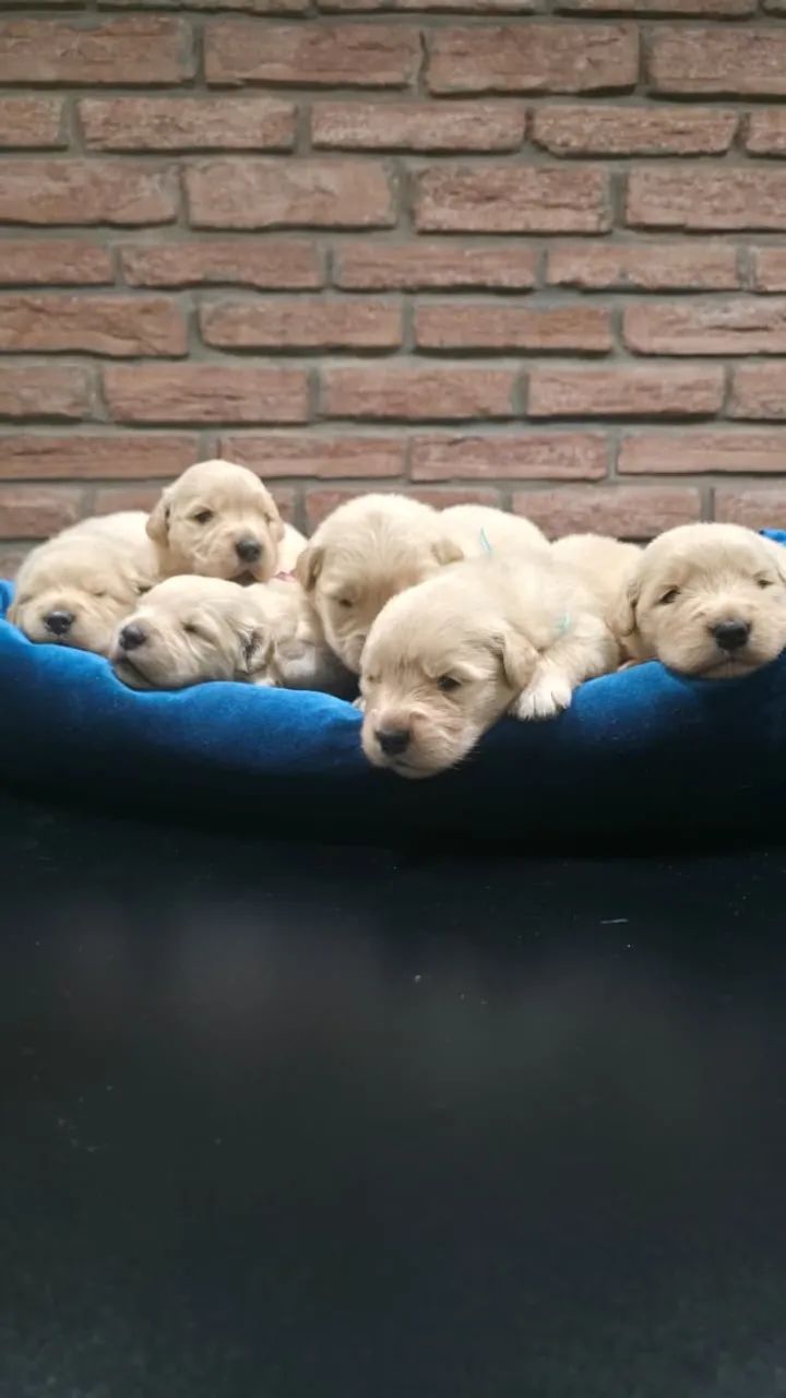 Lindos e Fofuxos Filhotes de Golden Retriever - Com Pedigree e Vacinados