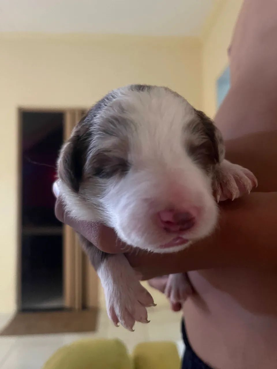 BORDER COLLIE RAÇA PURA  - Foto 4