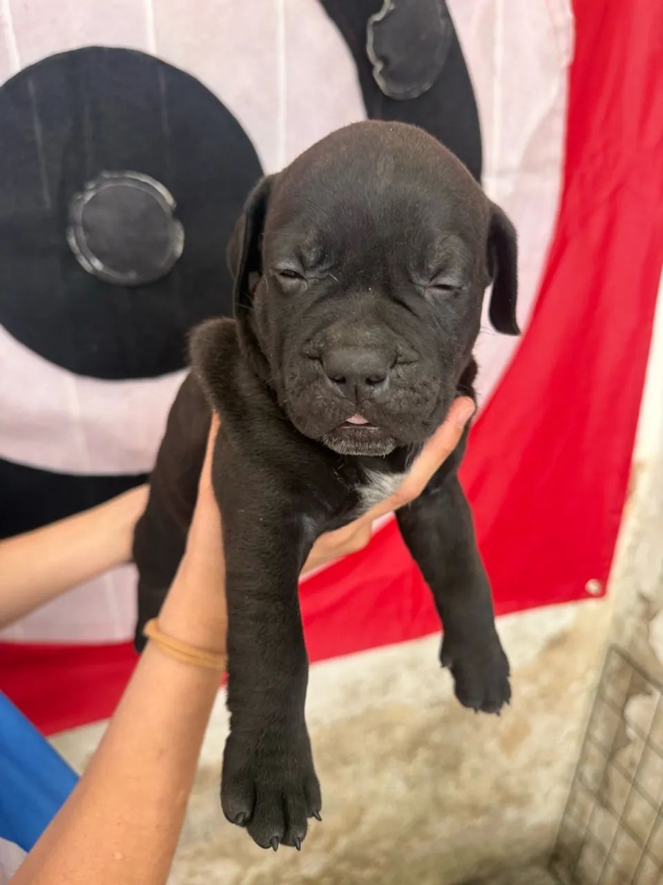 Elite pit monster  - Foto 2