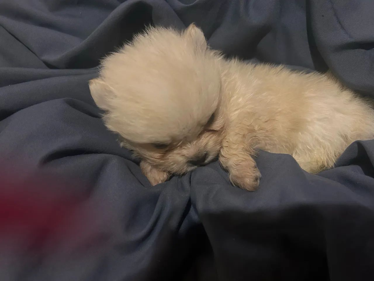 Cachorro  - Foto 5
