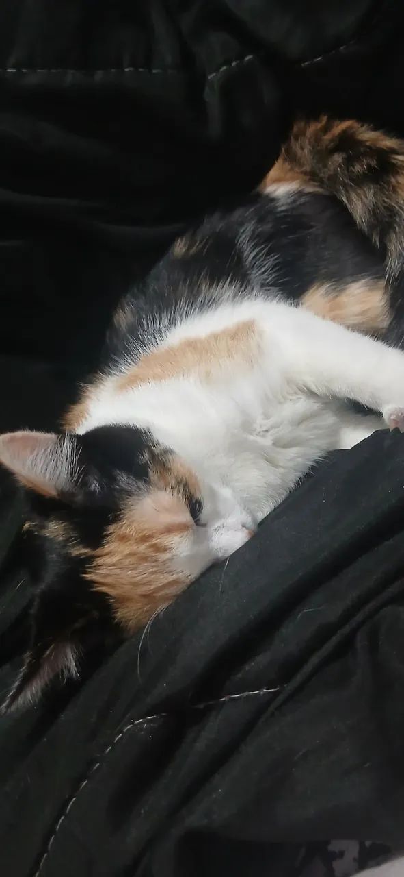 Doa-se Gato e Cachorro. - Foto 2