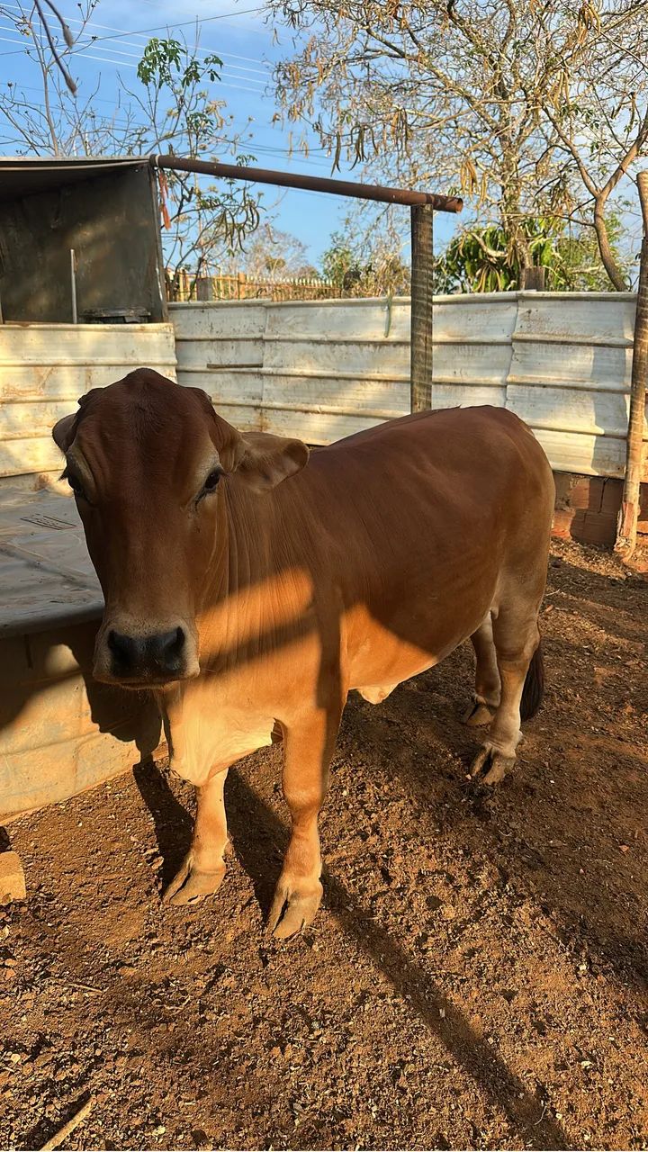 Vaca  - Foto 3
