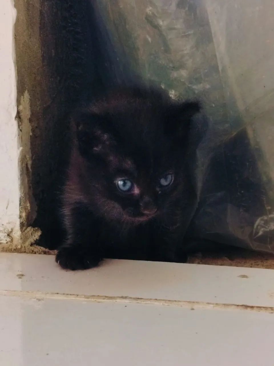 Doação de gatos