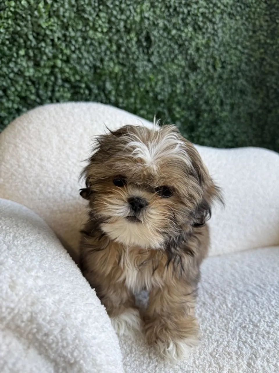 Shih Tzu Com Um Jeito Doce E Espontâneo - Foto 2