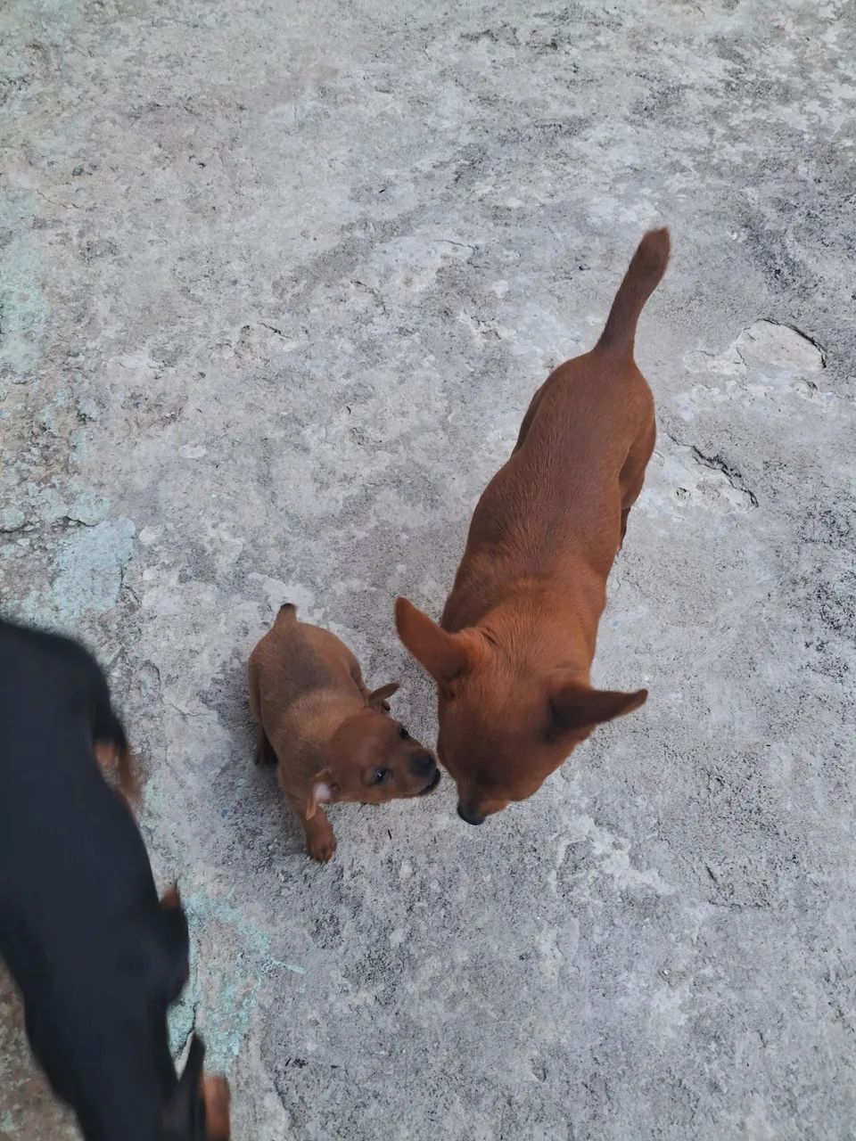 Venda de pinscher 