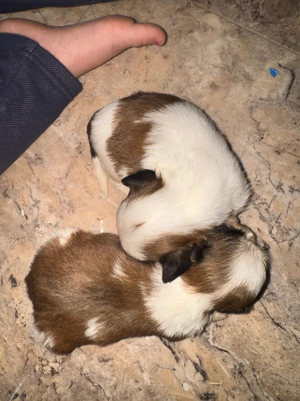 Shih tzu  - Foto 4