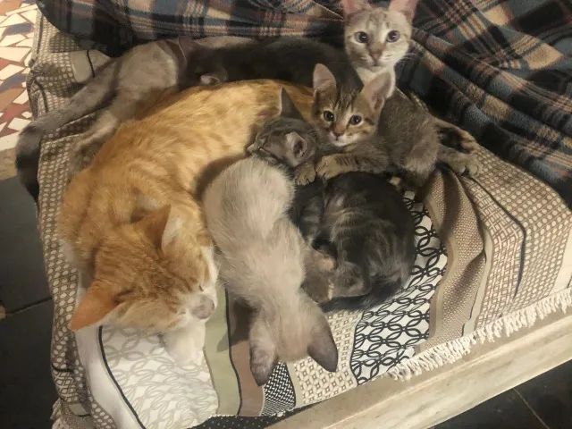 Doação de gatos