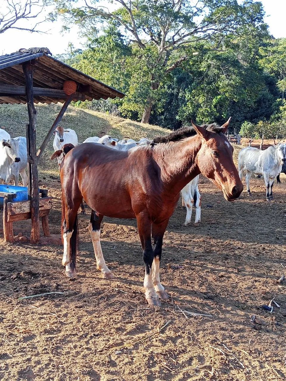 Cavalo chucro , leia o anúncio todo - Foto 2