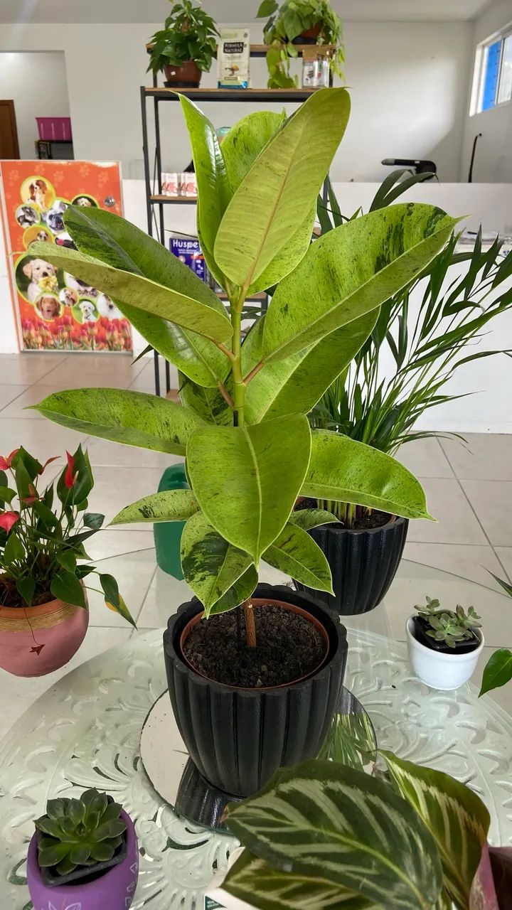 Plantas ornamentais  - Foto 3