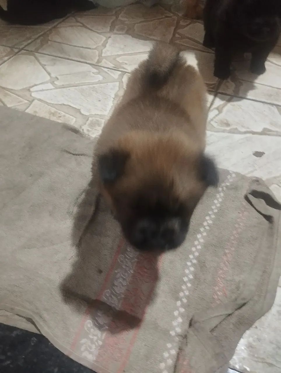 Vende se filhote de Chow Chow despenco curiosidade  - Foto 4
