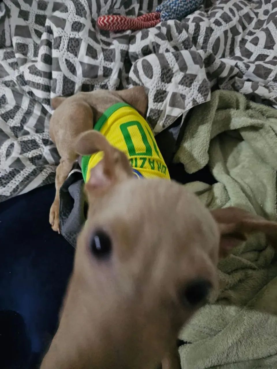 Roupinha Seleção Brasileira para Cachorro pequeno porte ? Camisa Pet Futebol ? - Foto 4