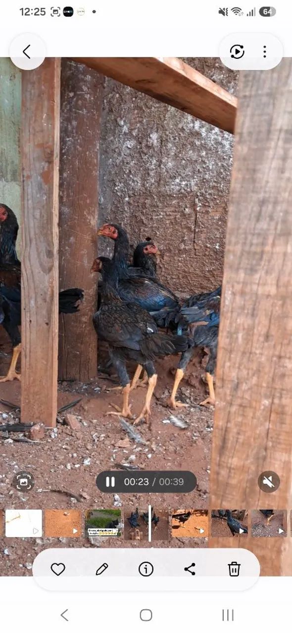 Frangos e frangas de raça - Foto 4