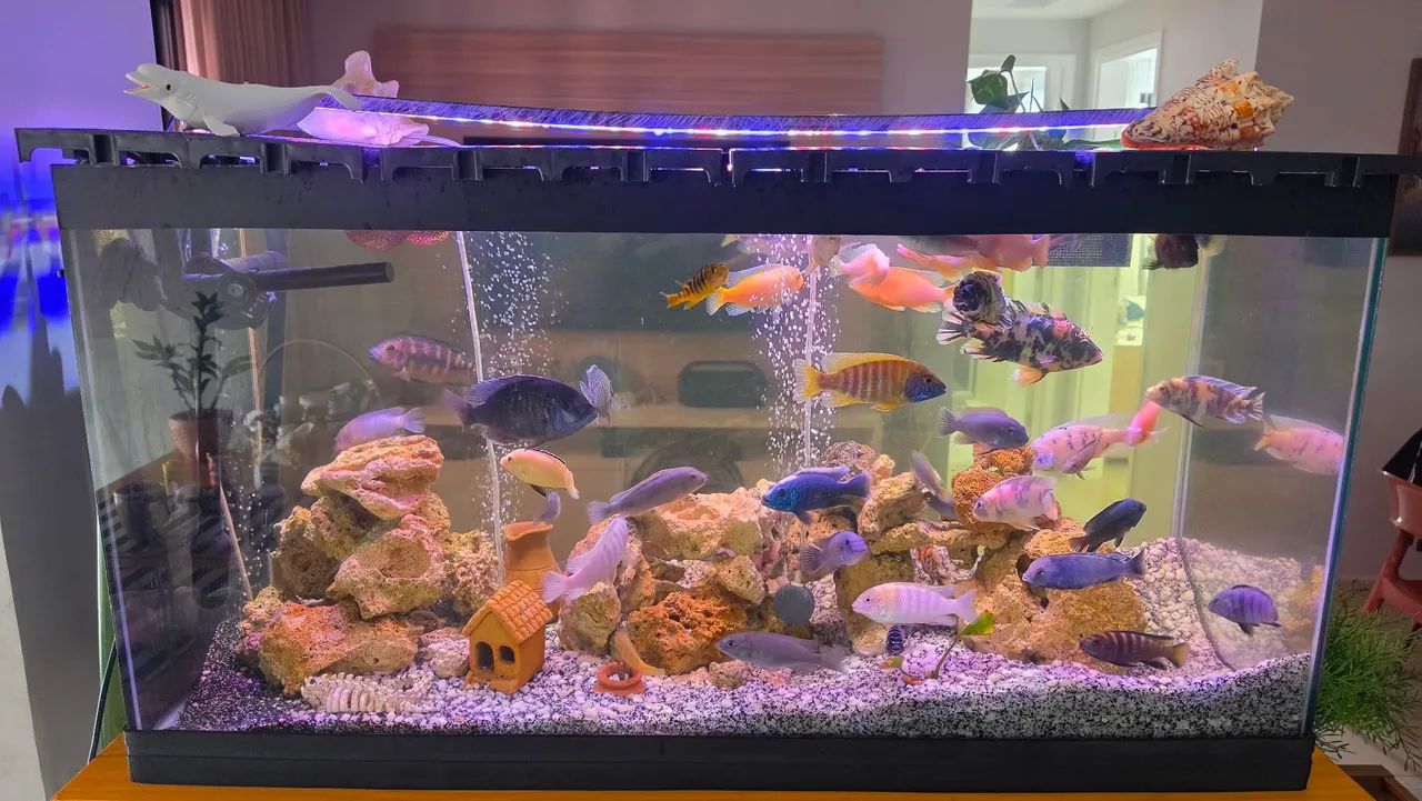 Aquário 200 litros com acessórios e equipamentos.
