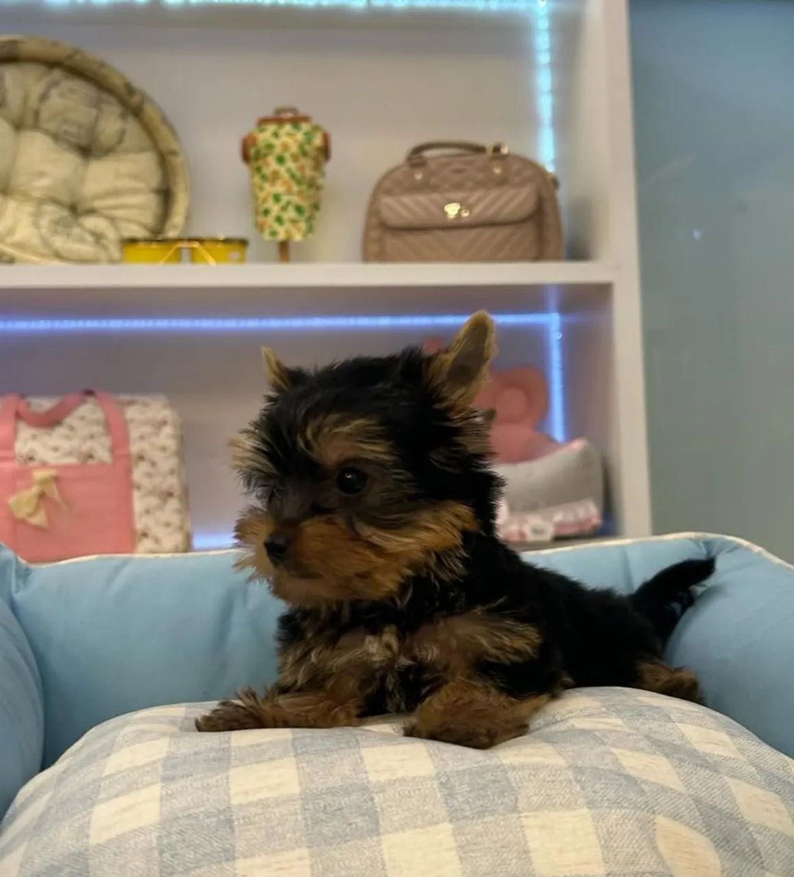 Micro yorkshire terrier registrados! - Foto 2