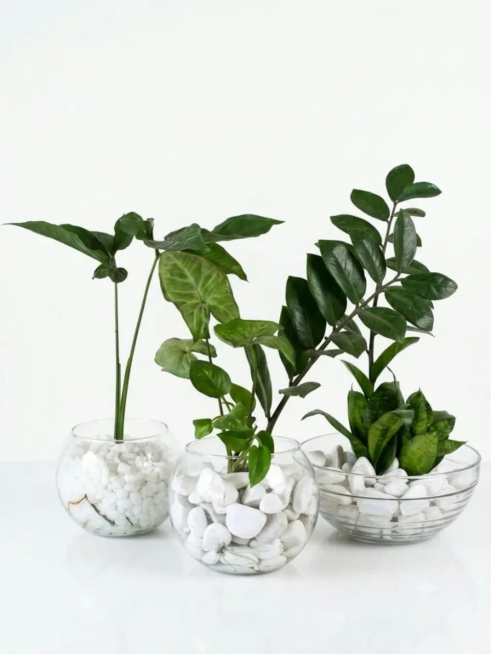 Hidroponia Decorativa - Foto 2