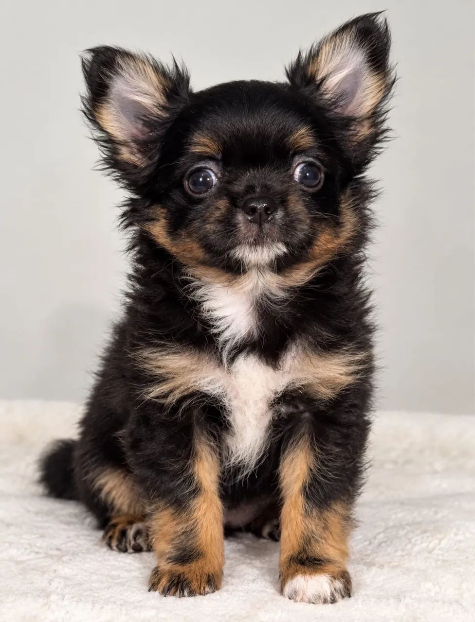 Chihuahua macho com pedigree 
