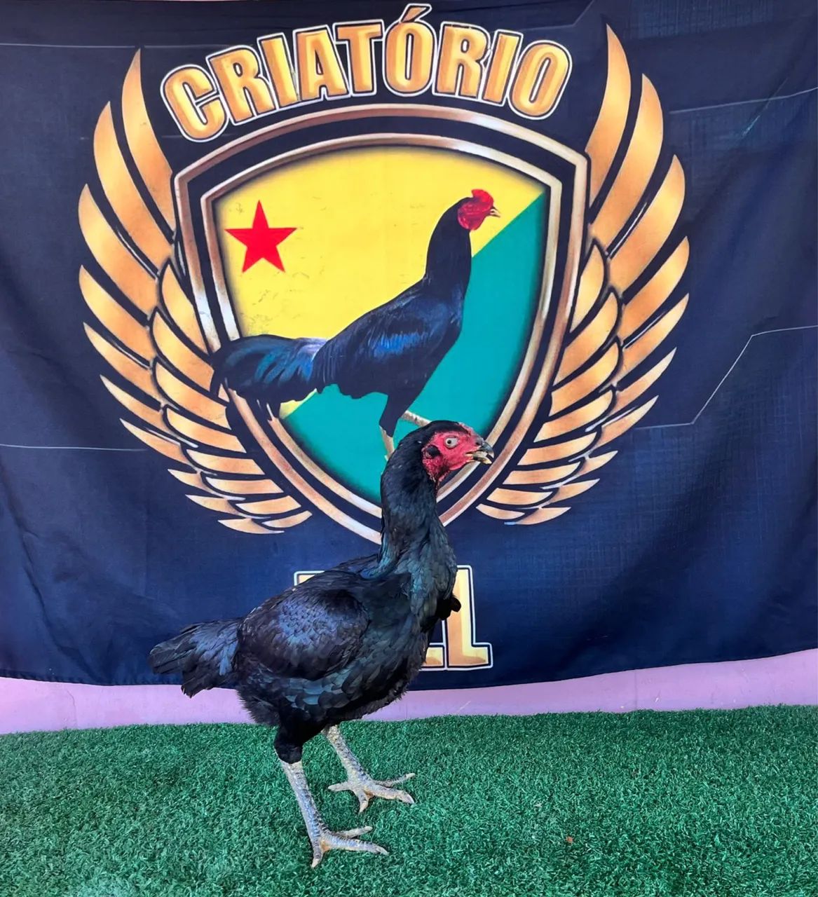 Galinhas e frangos de raça  - Foto 4