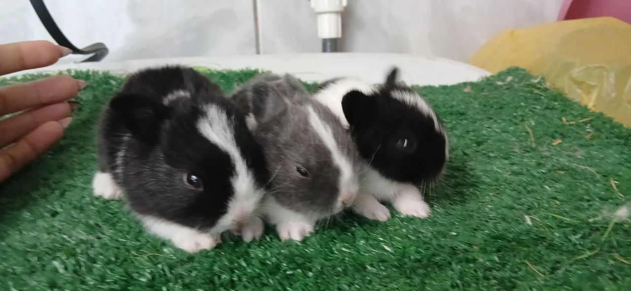 Mini coelhinhos fofinhos cor  panda 