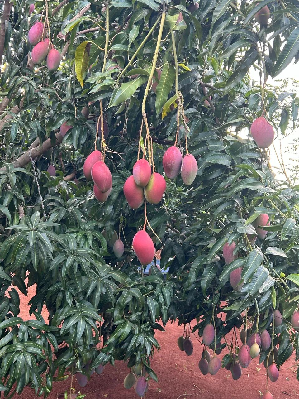 Chácara condomínio fechado Florata  - Foto 5