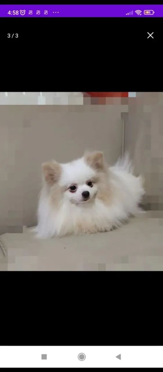 Lulu Pomerânia  - Foto 2