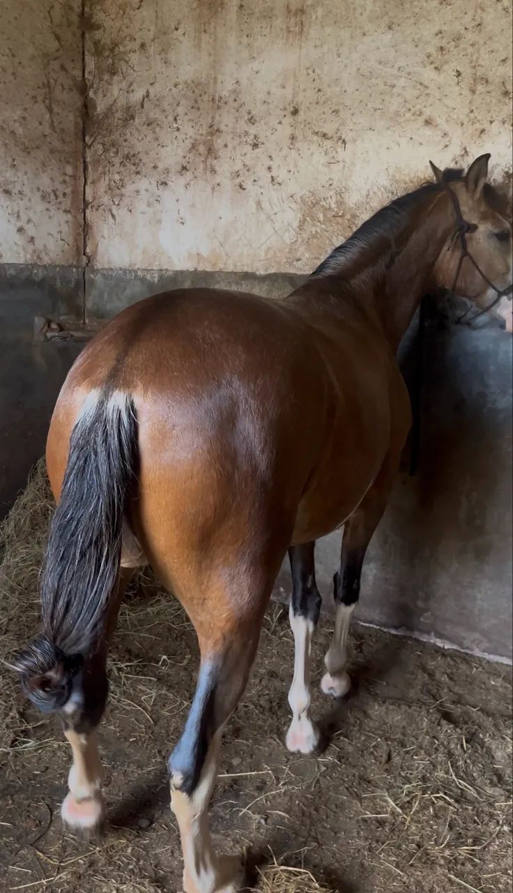 Cavalo Mangalarga - Foto 2