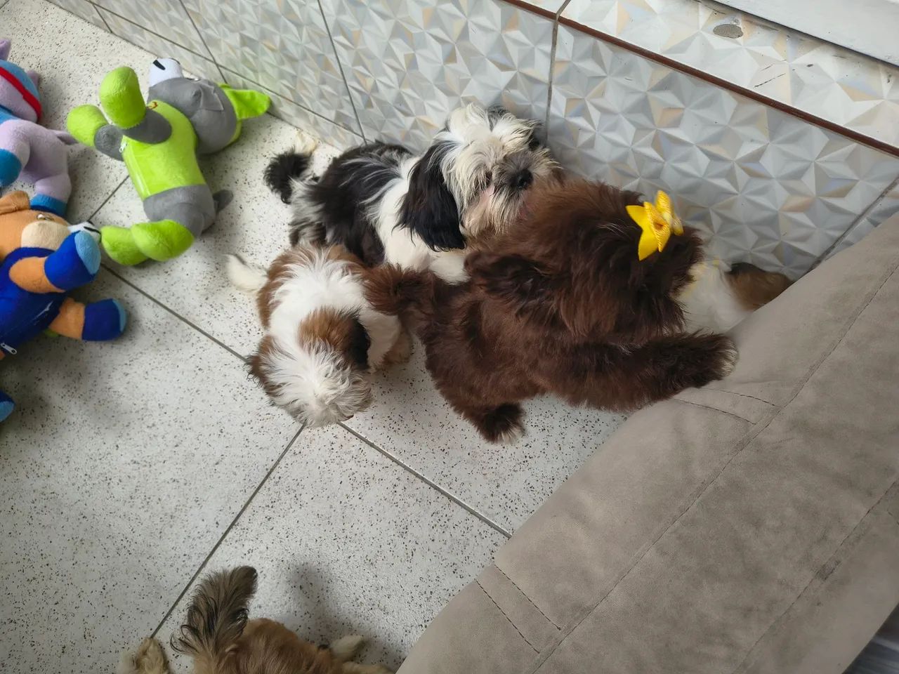 Shihtzu e Lhasa Apso a partir de 800 - Foto 3