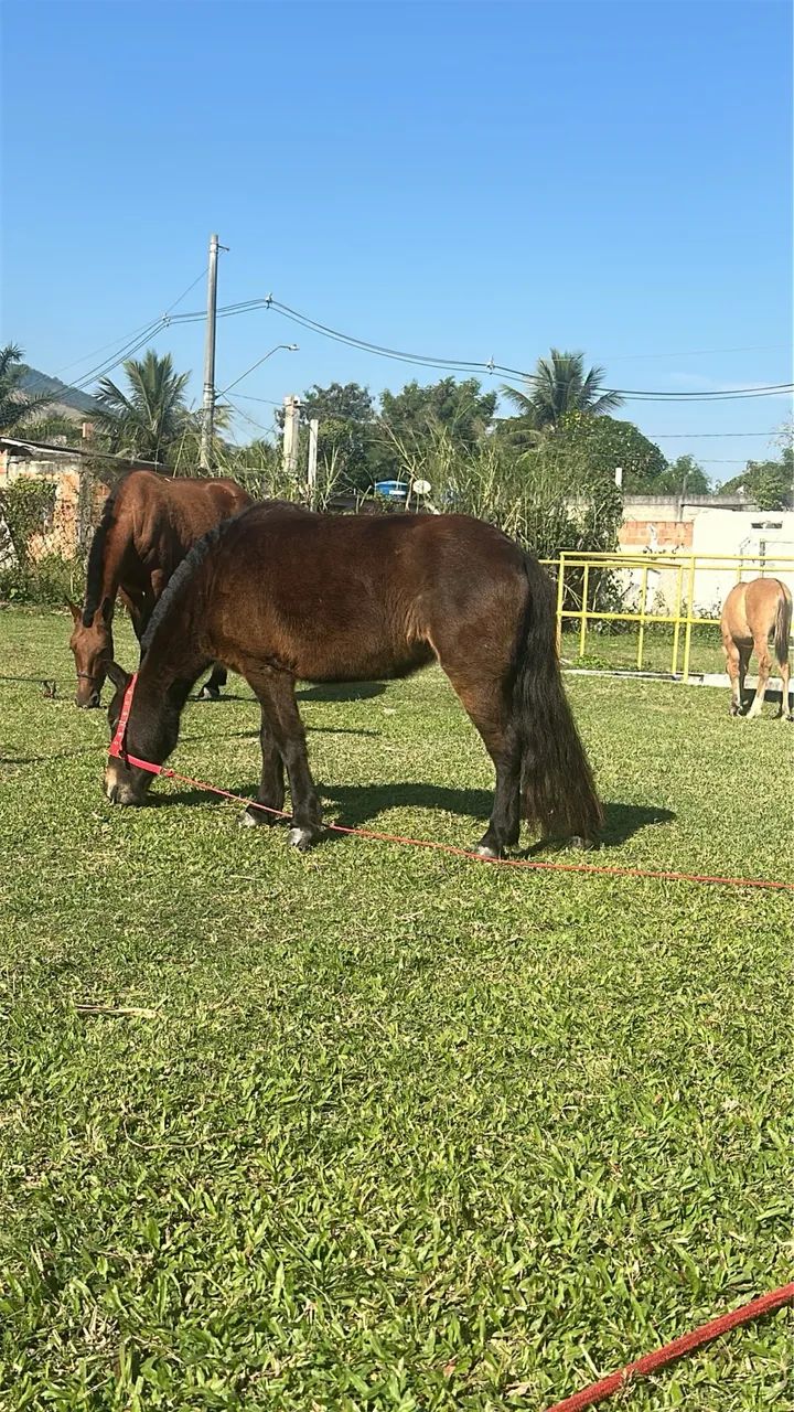 Vendo pônei  - Foto 2