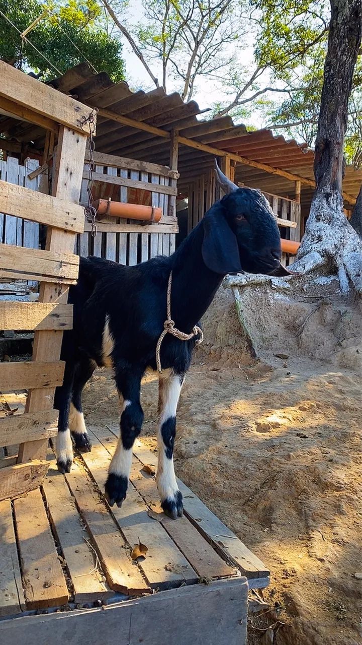 Cabra e cabrito barato *LEIA*