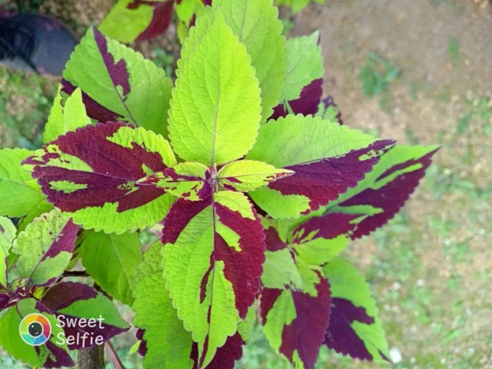 Lindas mudas e estacas de coleus ? - Foto 2