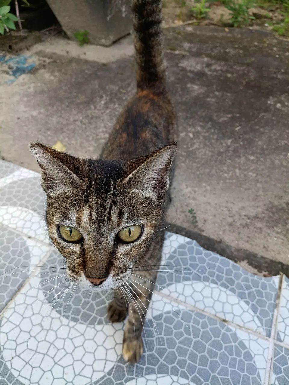 Gata - Foto 5