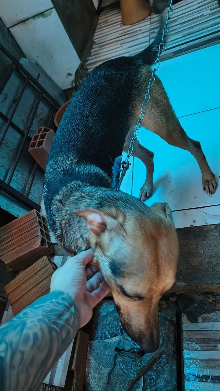 Doa-se Cachorro - Foto 3