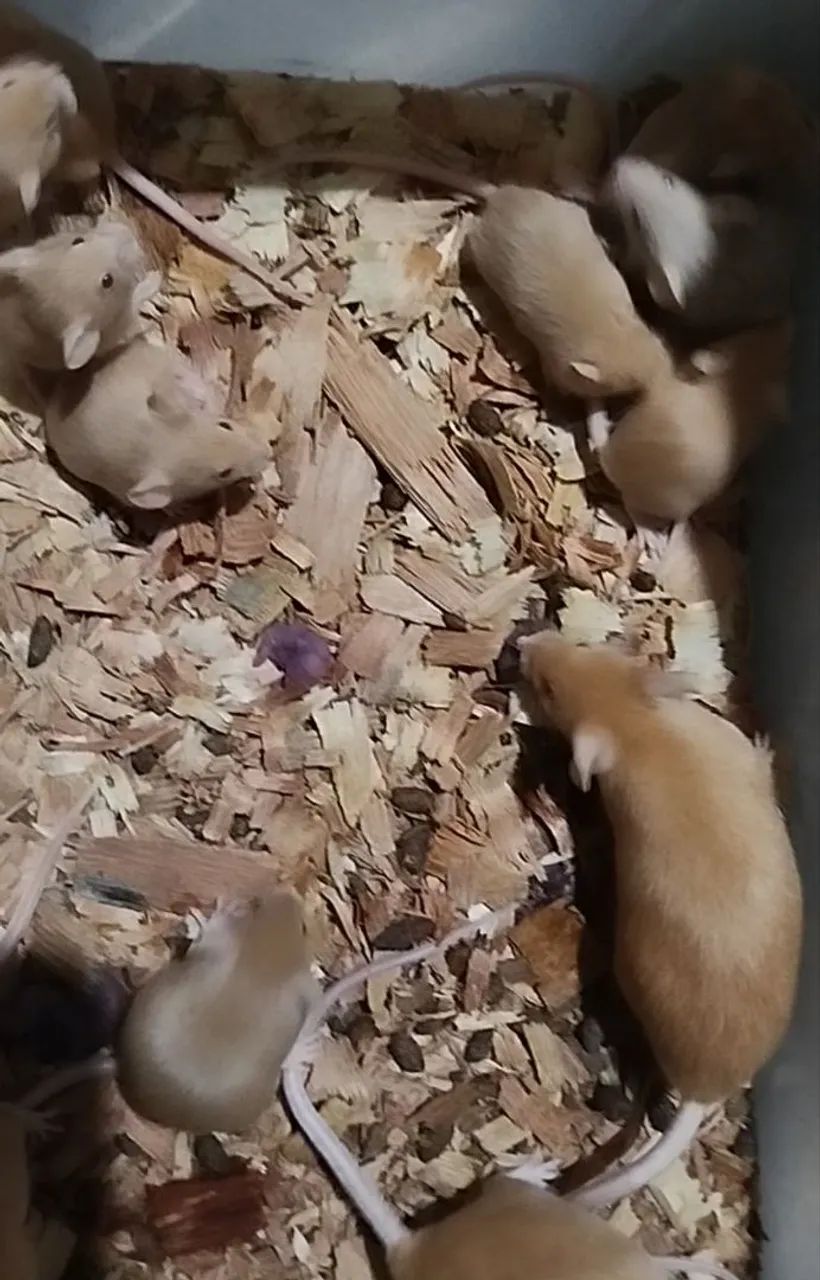 Camundongos  - Foto 3