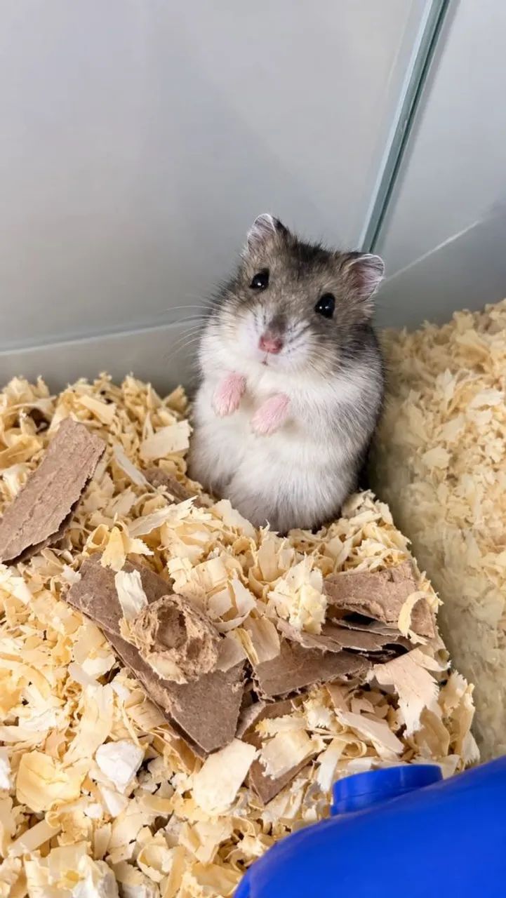 Hamster anão russo  - Foto 4