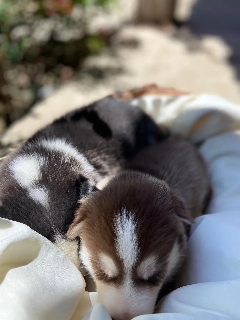HUSKY SIBERIANO  - Foto 2