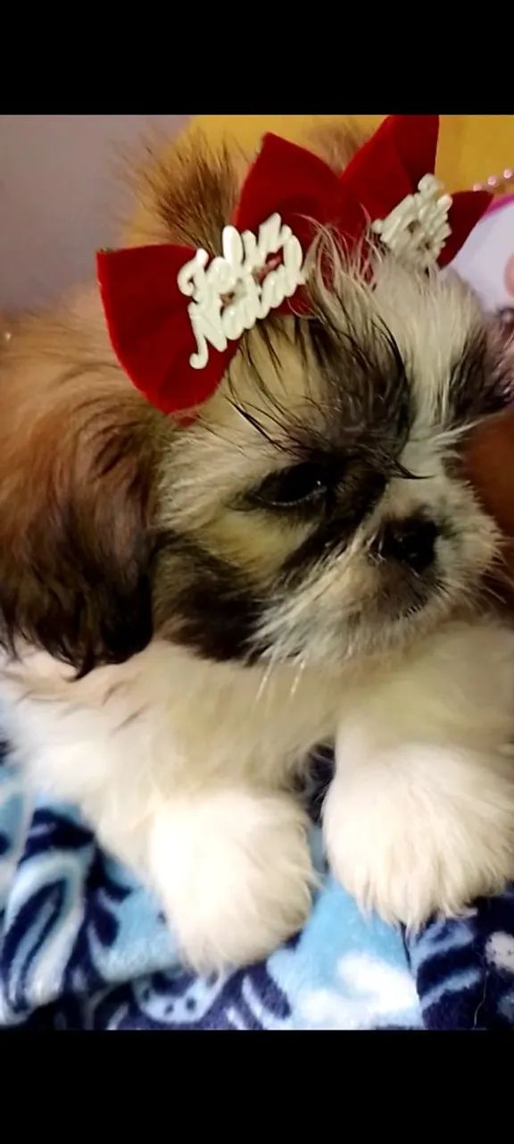 Filhotes pronta entrega Shitzu fêmea pedigree vacina  - Foto 2