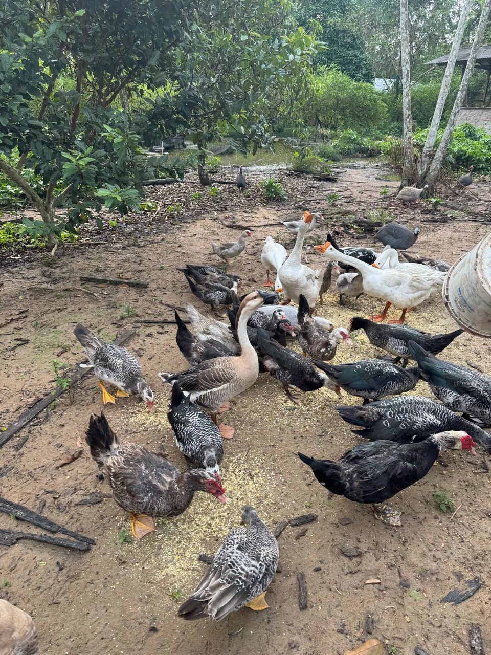 Vendo patos lindo d saudável  - Foto 4