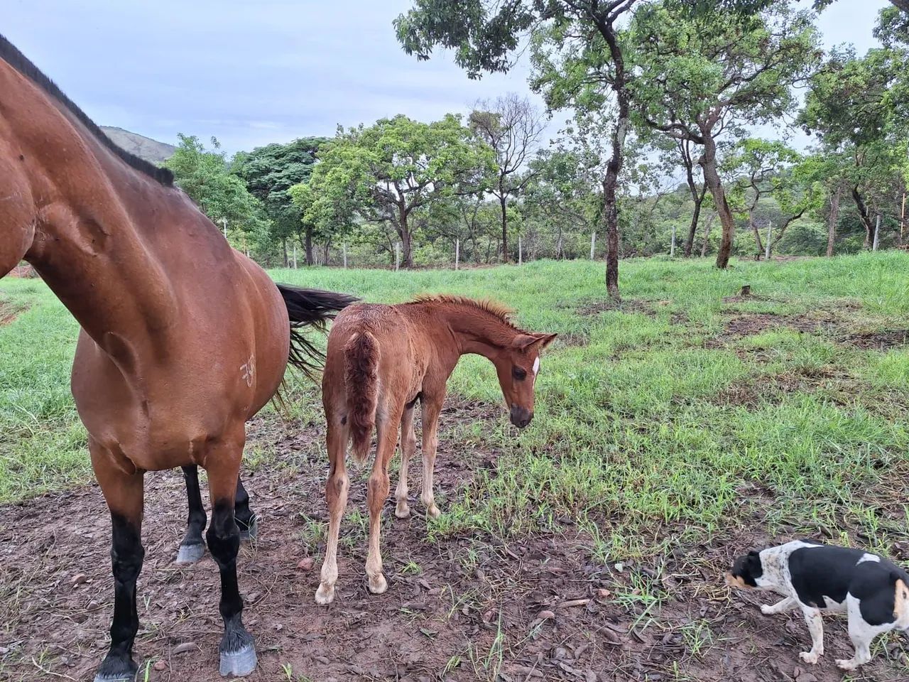 Potro Mangalarga Marchador - Foto 3