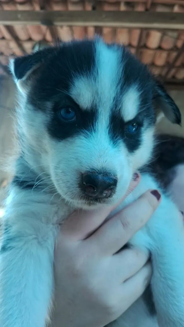 Husky siberiano  - Foto 5