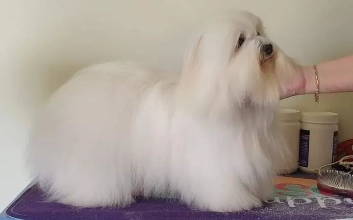 Maltês só machos 1.200. Saudáveis. - Foto 5