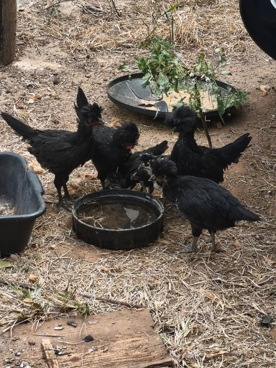 Franguinhos (a) Polonesa  - Foto 2