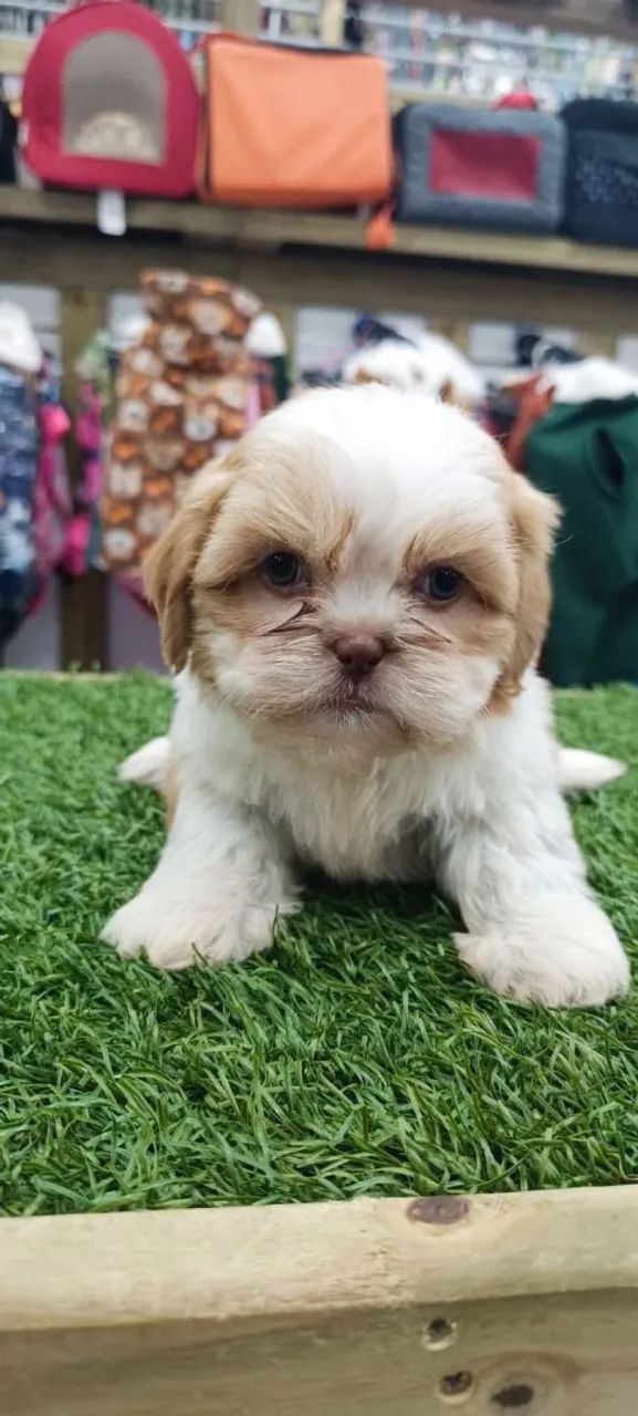 Shih Tzu  - Foto 4