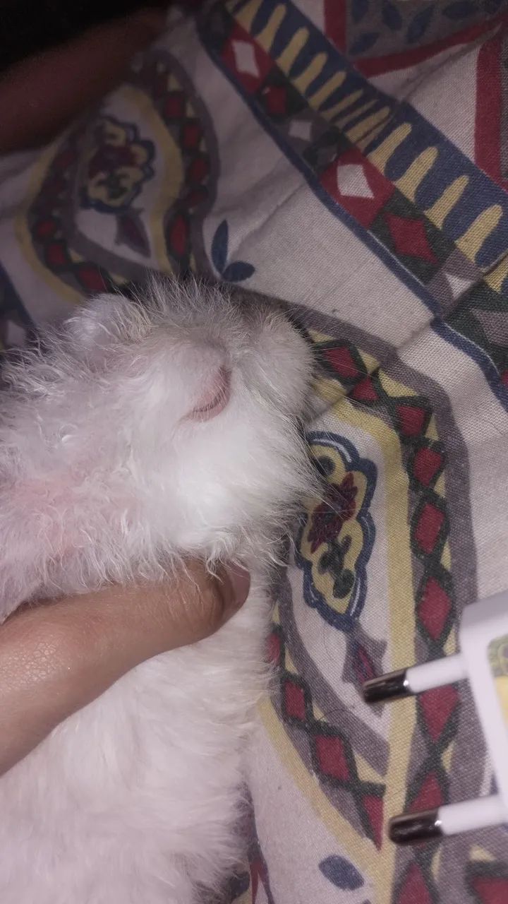 Vendo coelhas fêmeas