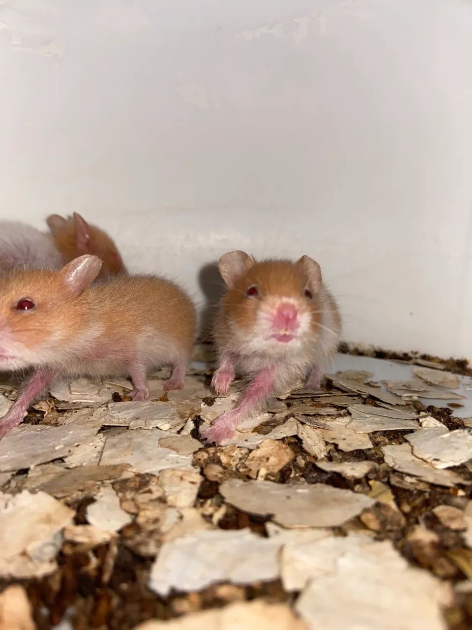 Hamster  - Foto 2