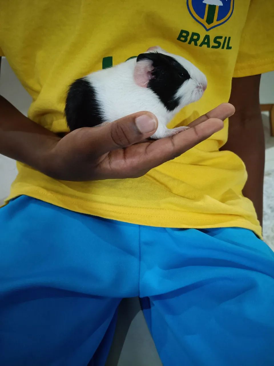 Porquinho da Índia  - Foto 3