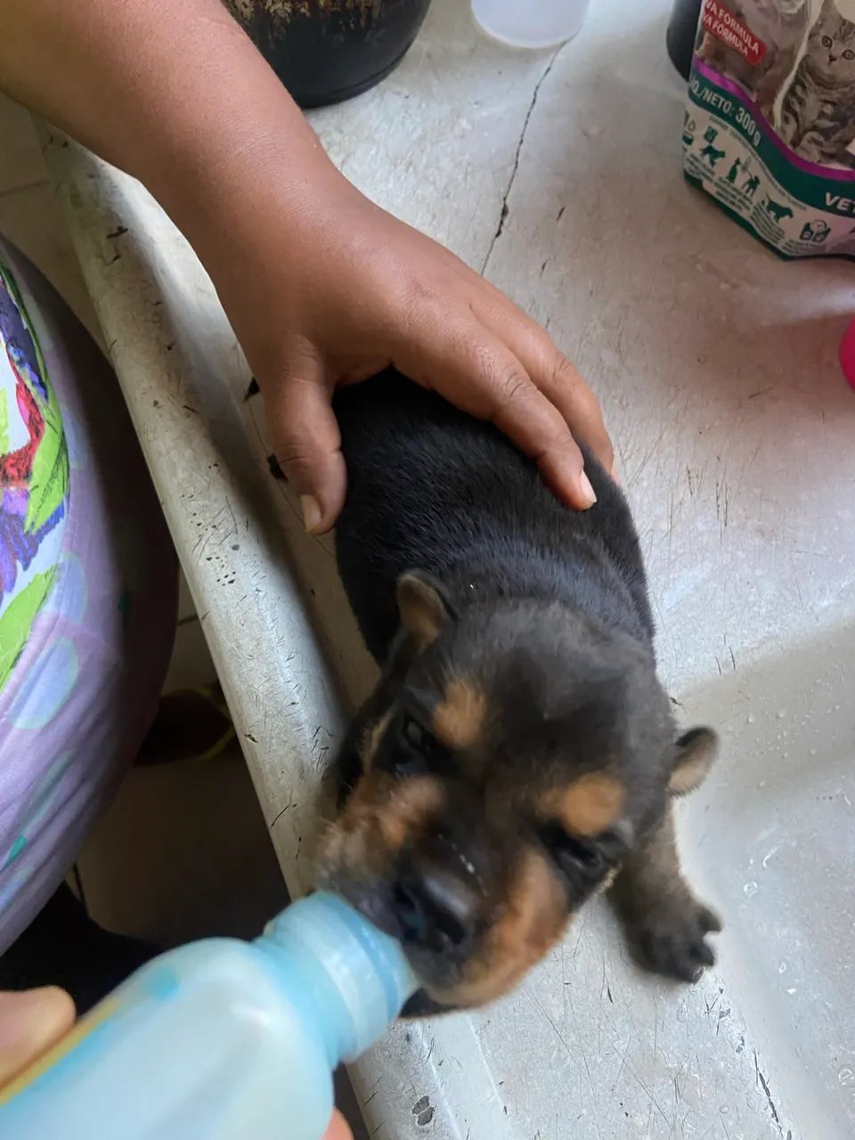 Rottweiler mestiço com vira lata - Foto 5