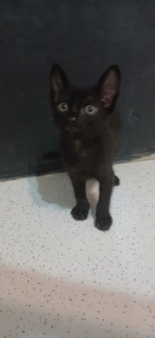 Adoção responsável 