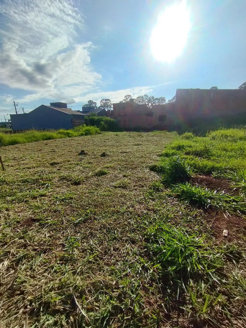 Figueiras do parque 