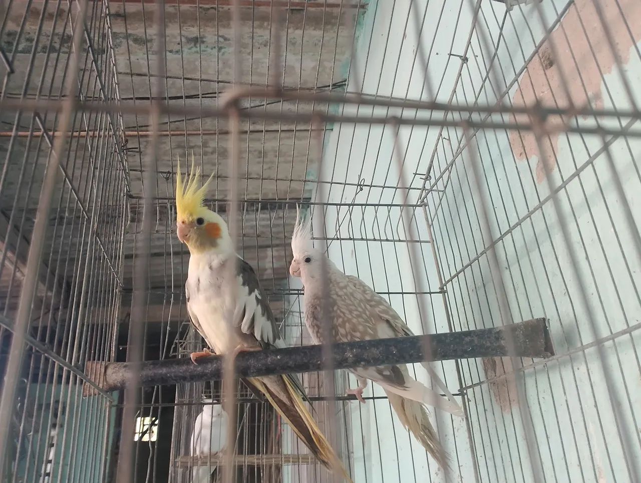 Disponíveis  - Foto 6