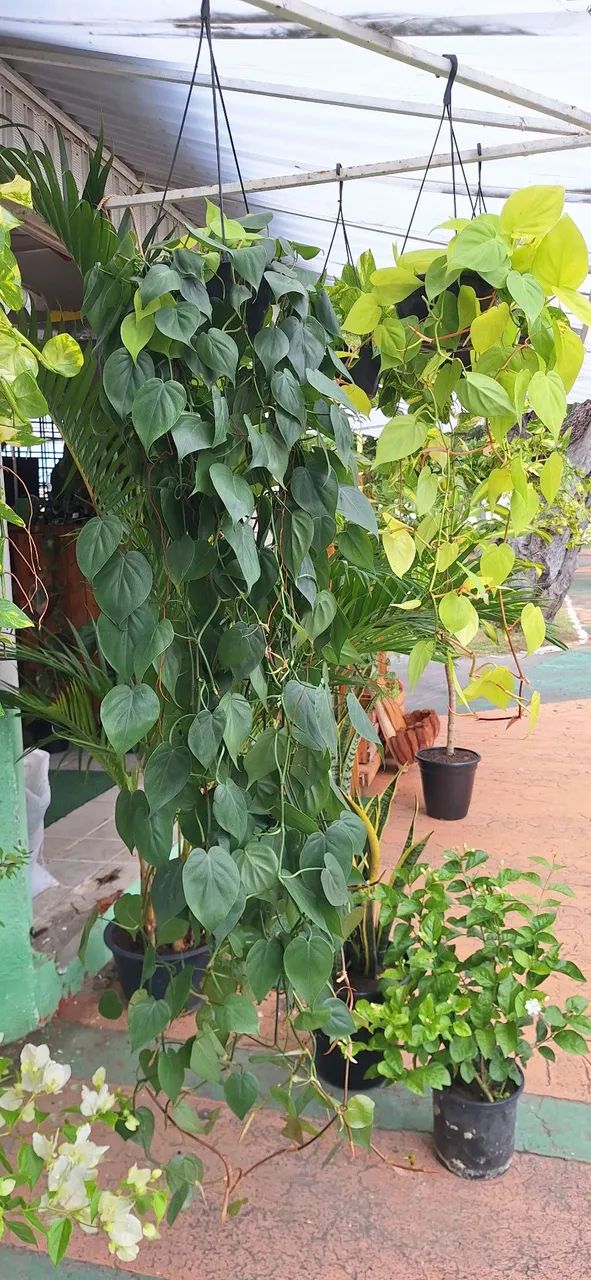 Planta filodendro verde (enorme) - Foto 2